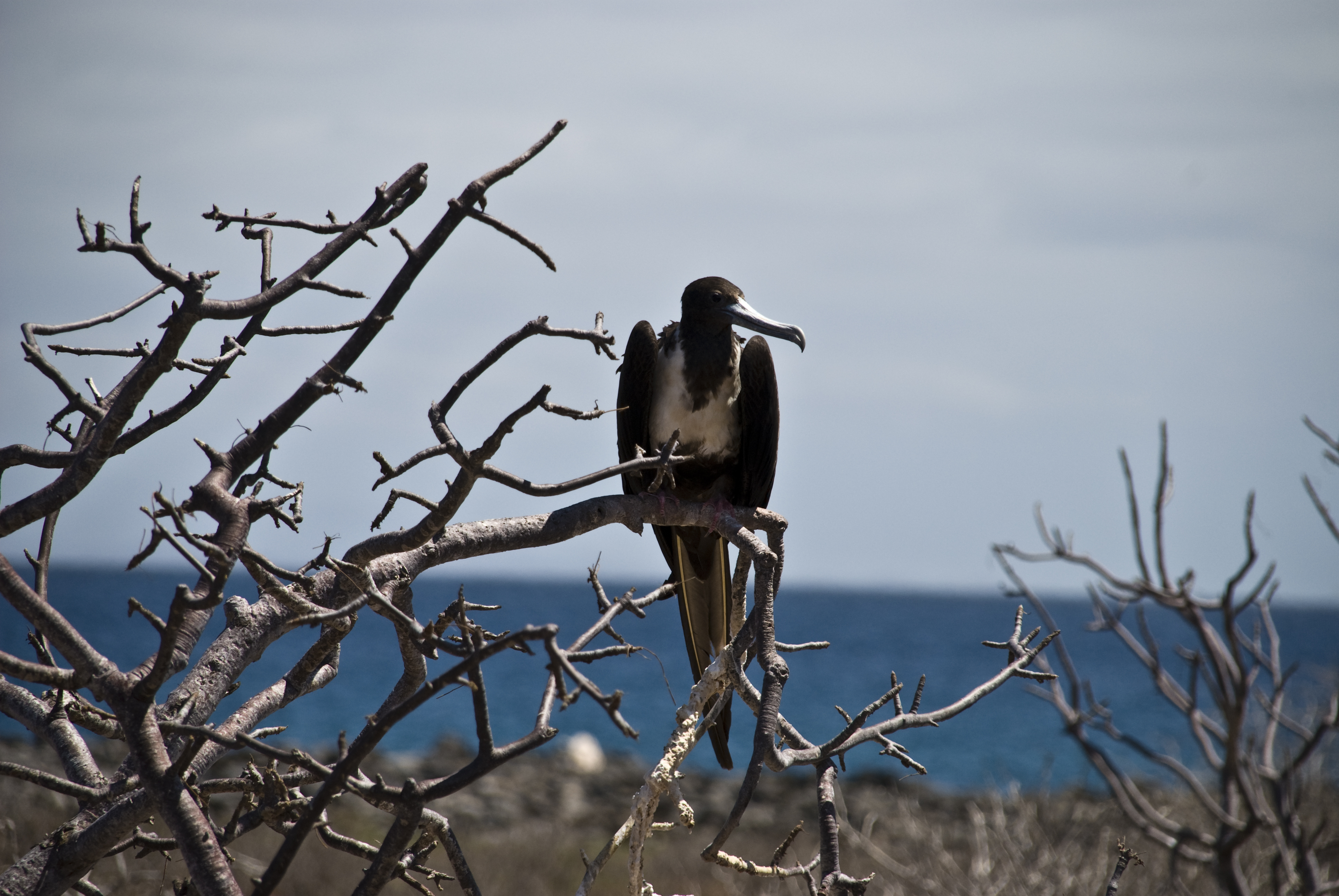 Prachtfregatt Vogel